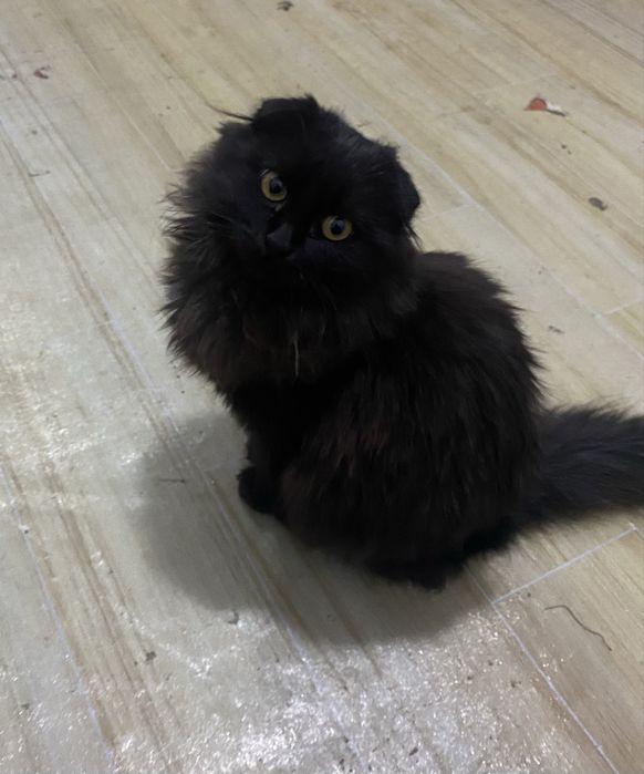 Отдаю вислоухую черного котенка в добрые руки!