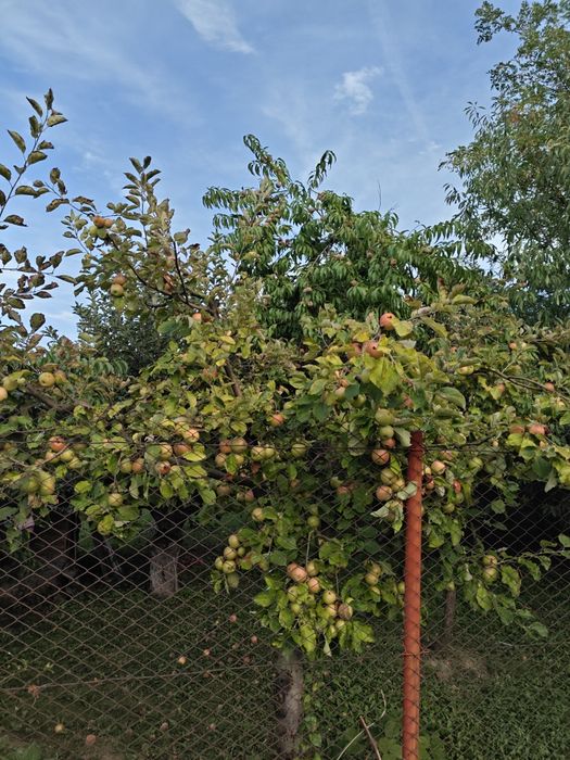 Vand mere  Starkinson, Crețești si Florina, piersici de toamna, ecologice