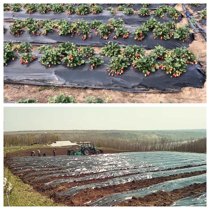 FOLIE MULCIRE 15microni,Neperforata,UV, 0.8x1500m; 1x1500m;1.2X1500m