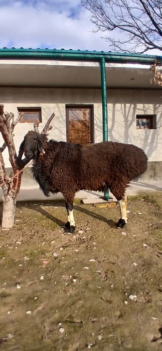 Qochqor zotli Qirgiz