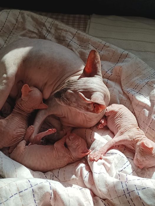 Канадский сфинкс