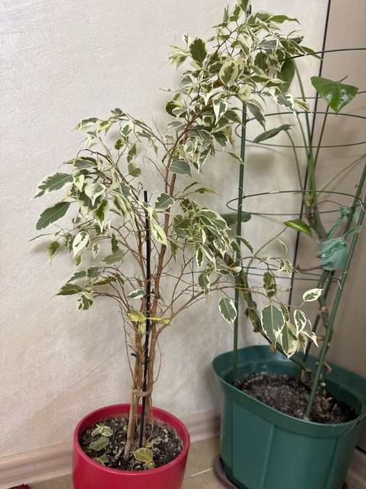 Цветы комнатные растения