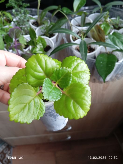 Продам отростки, суккуленты