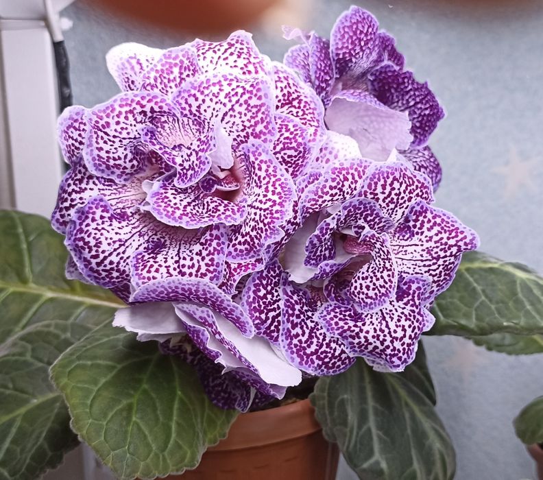 Глоксинии клубни листы