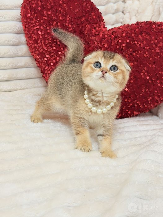 Котята чистокровные