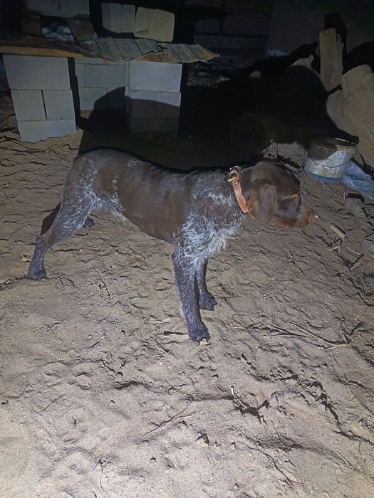 Продам чистокровную дратхар