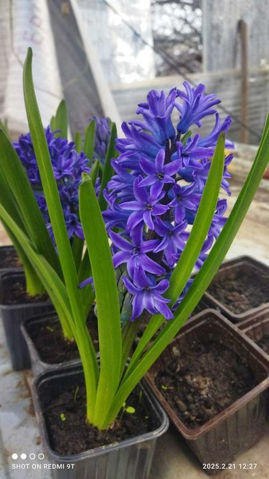 продам гиацинты на 8 марта