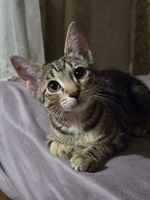 Отдам в добрые руки котёнка мальчика