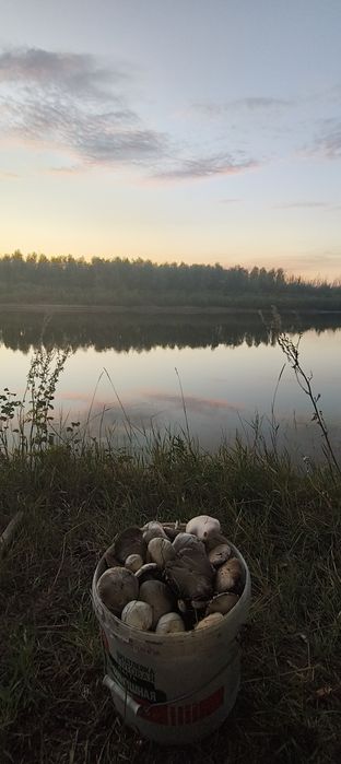 Продам шампиньоны настоящие луговые .