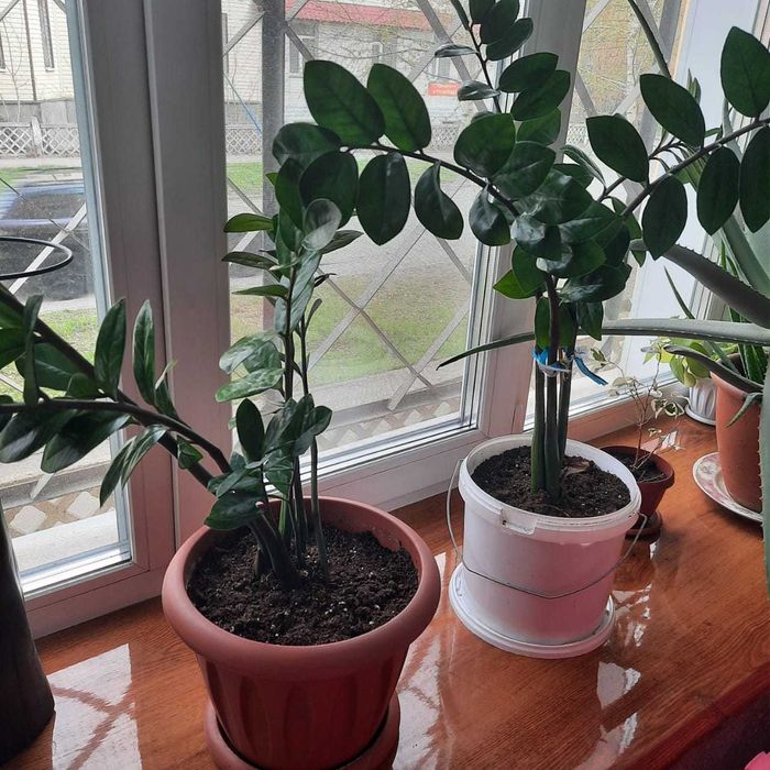 Долларовое дерево в горшке