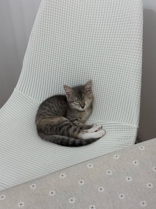 Котенок ищет добрые руки!