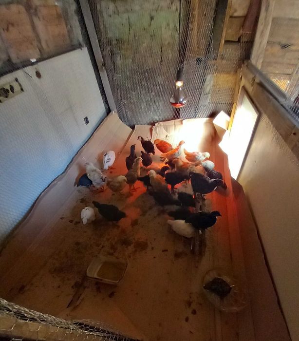 Домашни пилета на 15 дни и месец. 3,5 ев