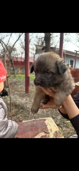 Щенки дрововые умные
