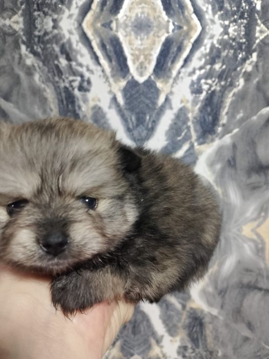 Продам щенков шпица