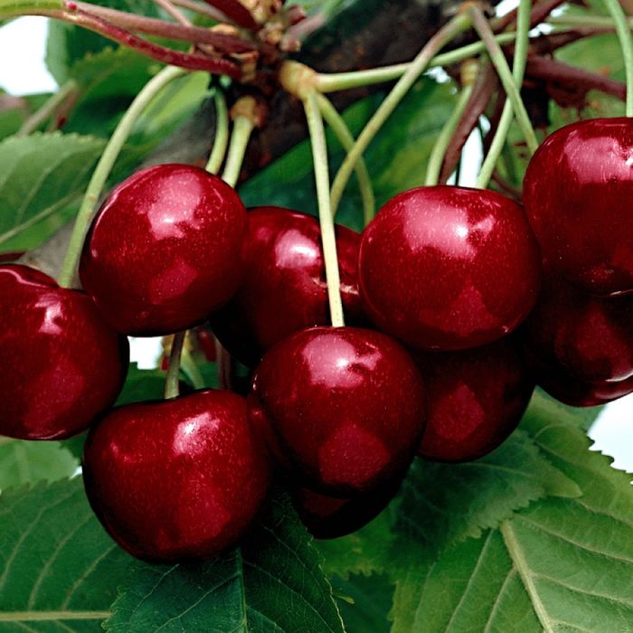 Cires Napoleon de august