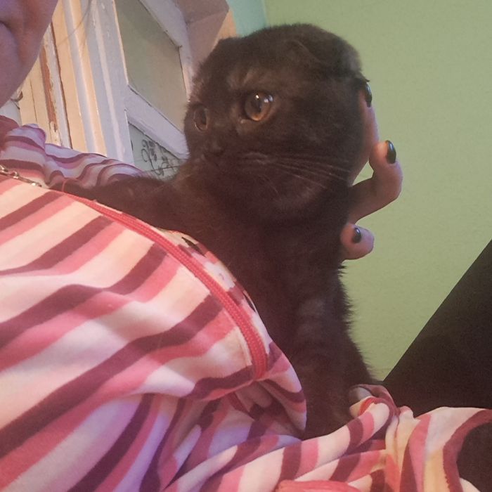 Каротка шерстный вислоухий