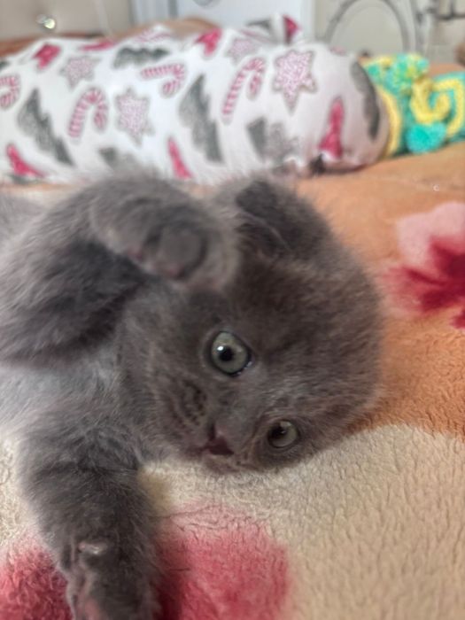 Шотландский котенок