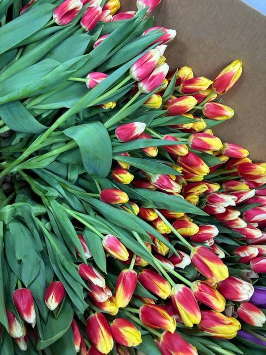 Тюльпаны Петропавловск