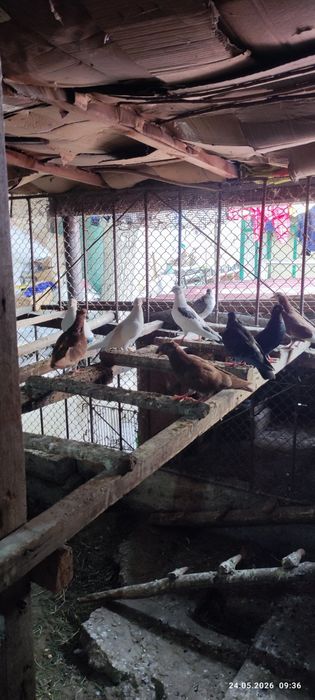 Продаются голуби по 50.т.