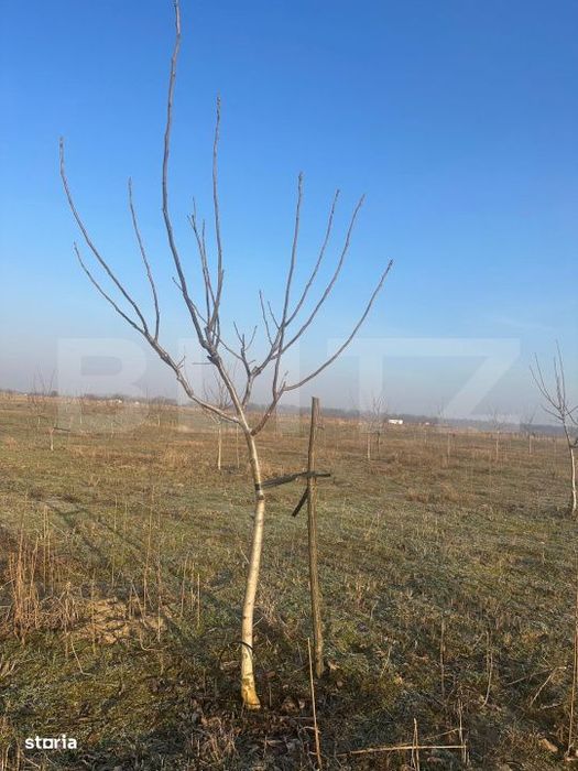 Ferma de nuci - teren agricol, zona Ivesti