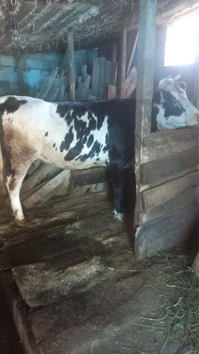 Продам телку 2 года