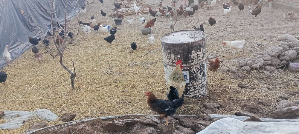 Товук ва хурозлар