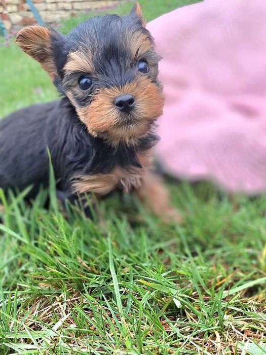 Йоркшийски териер