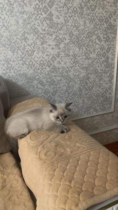 Шотланские котята