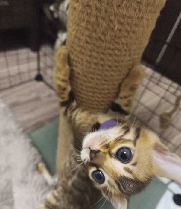 Бенгальские котята