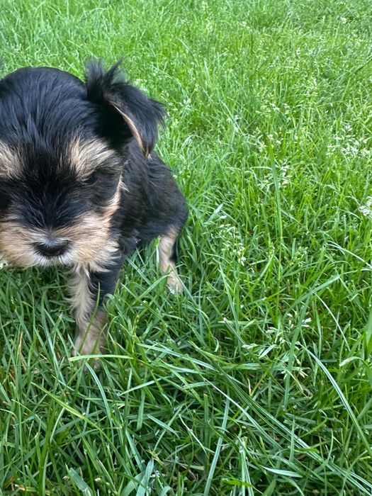 Yorkshire terrier