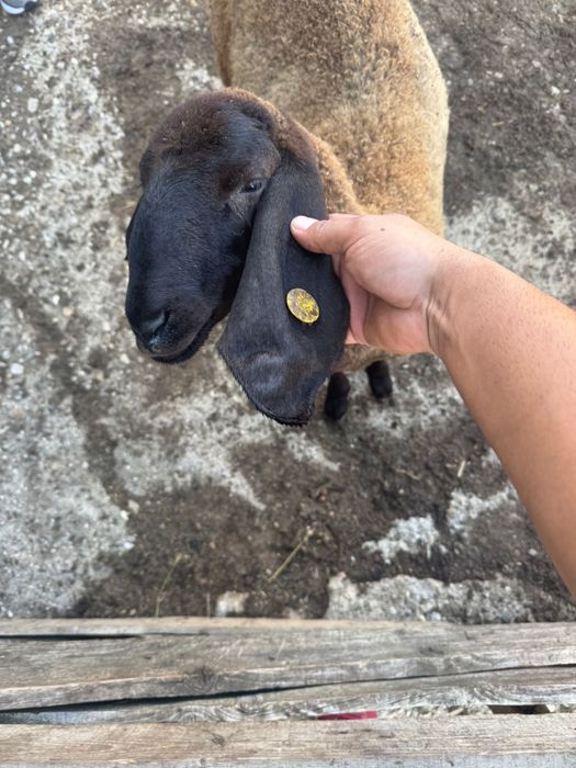 Vand miei carabas sarbesc