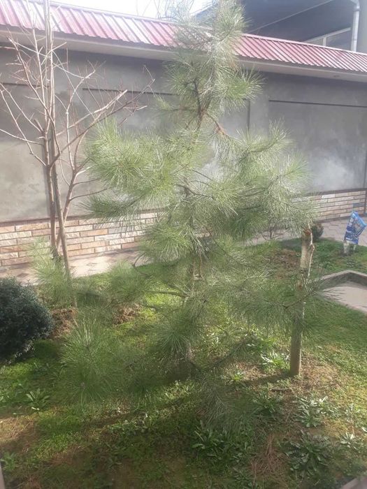 отдам даром 5 летную ёлку для пересадки.