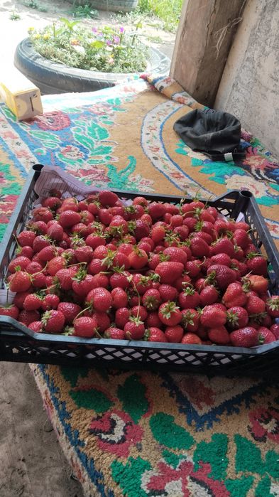 Расада клубники малины ежемалины