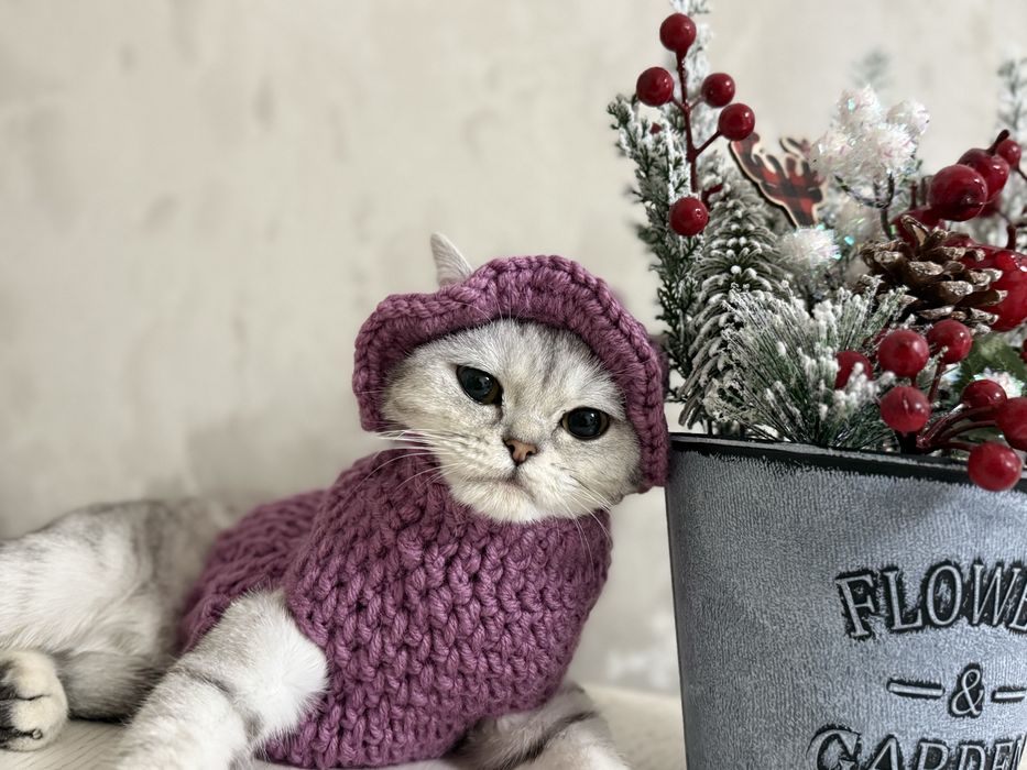 продам британский шиншилла  Марсик 20000