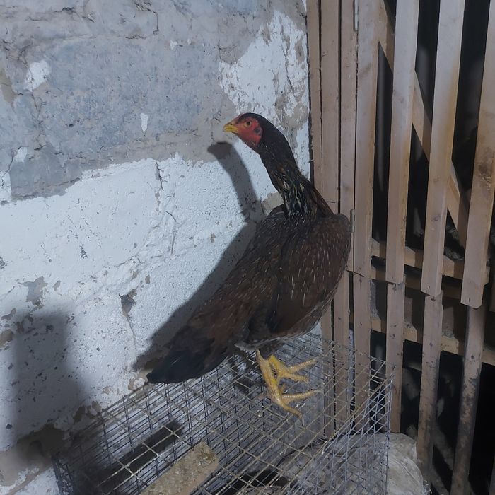 Корейц хинт 1.5 год крупный