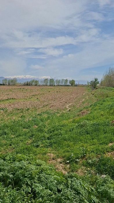 Кибрай туманида 75 сотих ер ижарага берилади ёки ҳамкорлик таклиф қили