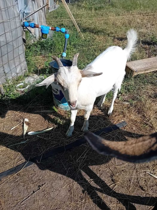 Vând capră cu iadă
