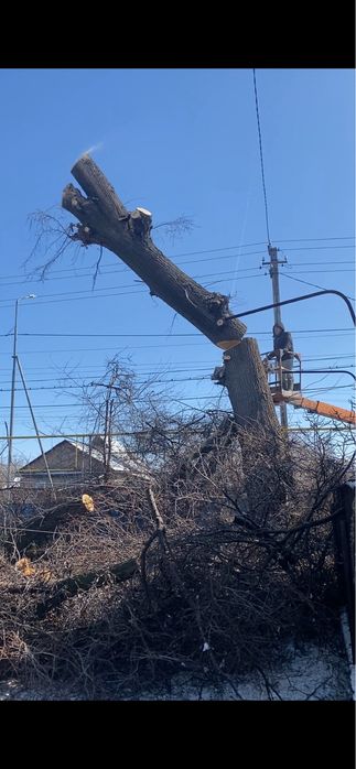 Спил деревьев Алматы Алм.обл