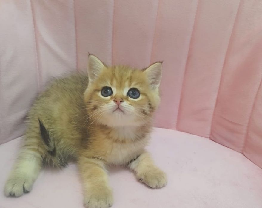 Котята драгоценного окраса