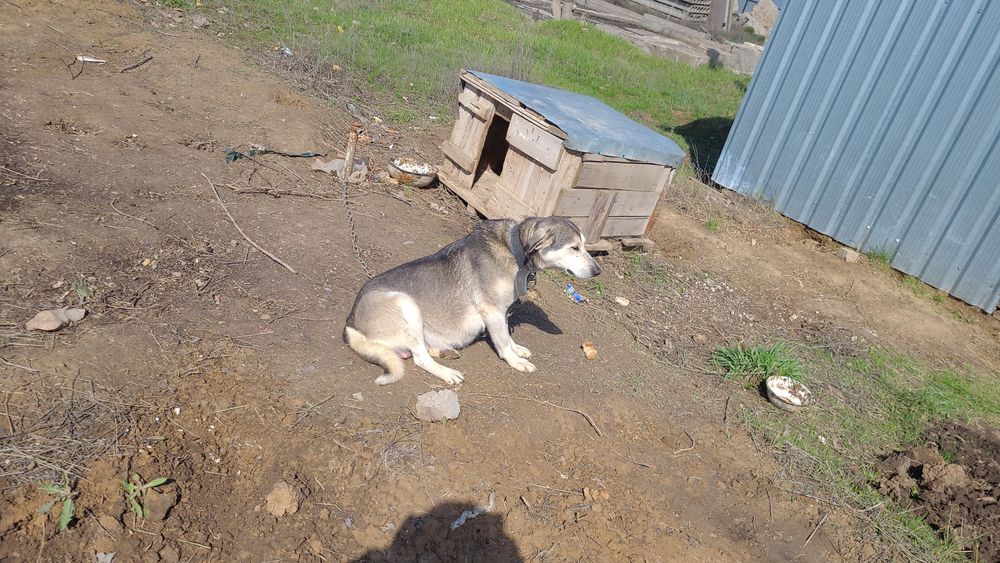 Мейірімді қолға ит беремін