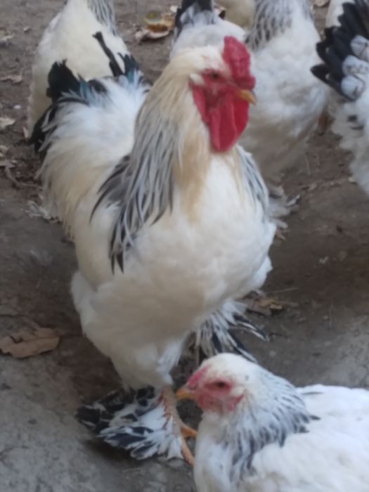 Vând cocos  de brahma