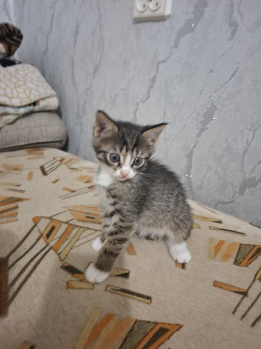 Отдам котят к добрые руки
