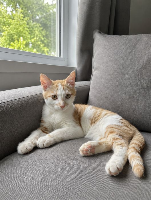Котенок, девочка