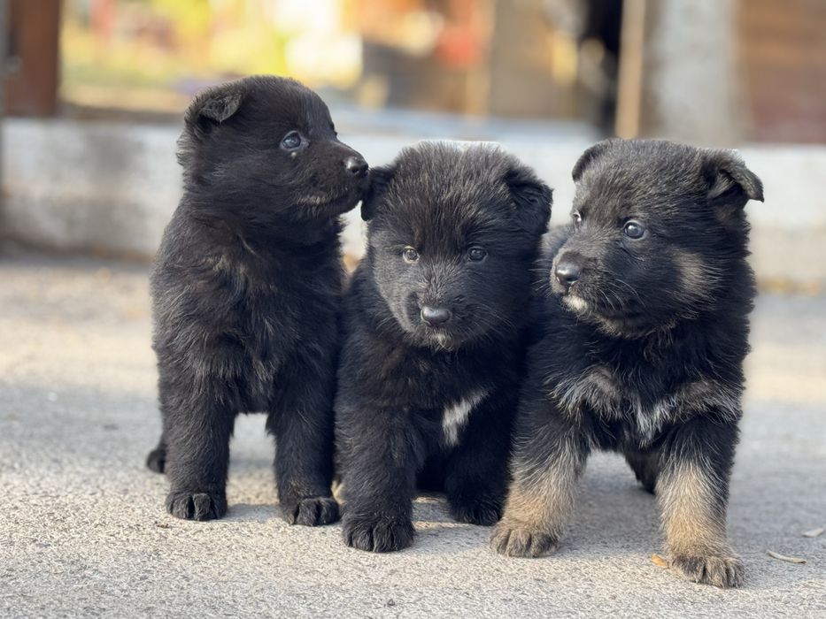 Немецкая овчарка зоти зор