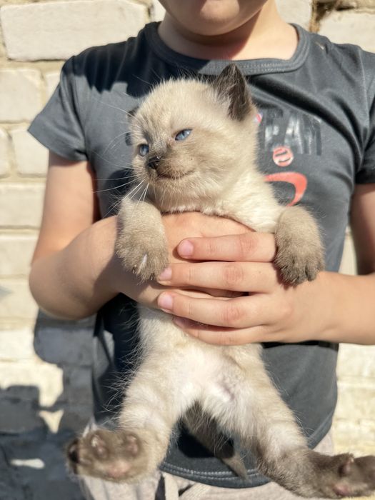 Шикарная кошечка в самые лучшие руки!