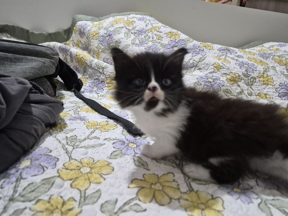 Котята в хорошие руки