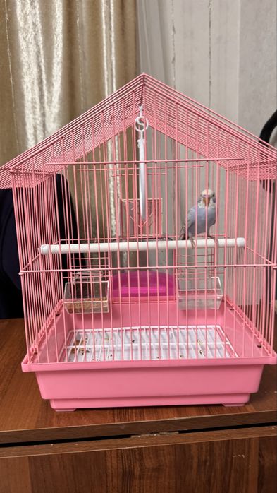 Попугаи с клеткой