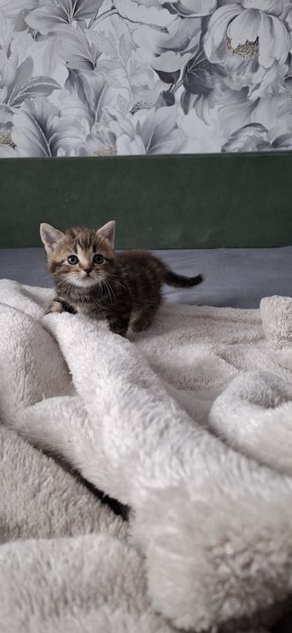 Британские короткошерстные котята