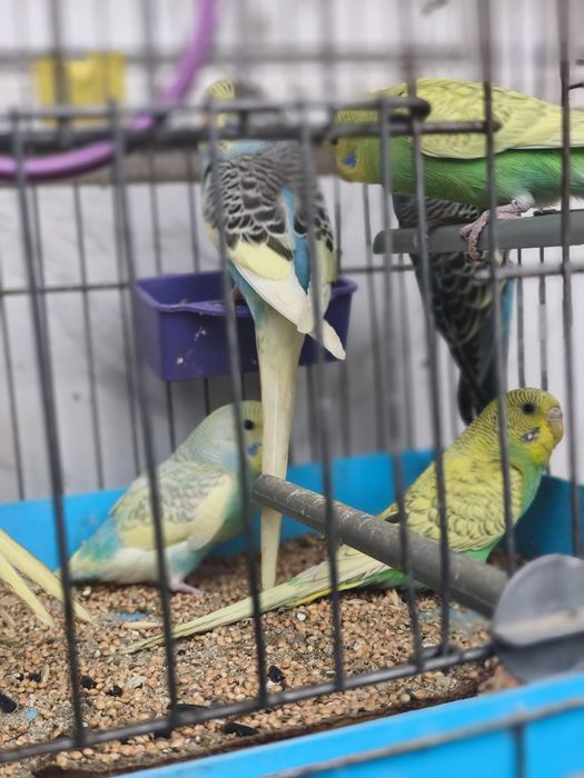 Папагали вълнисти различни цветове