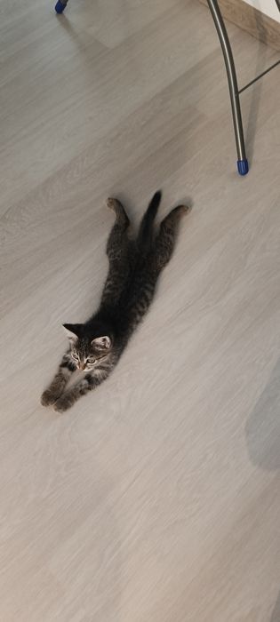 Котенок девочка.